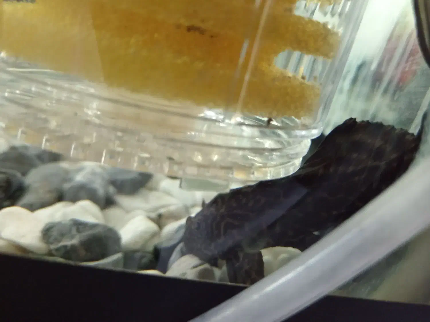 لجن خوار|ماهی|یزد, |دیوار