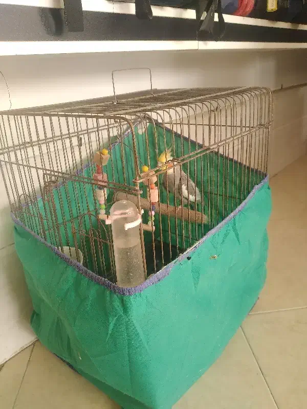 عروس هلندی|پرنده|یزد, |دیوار