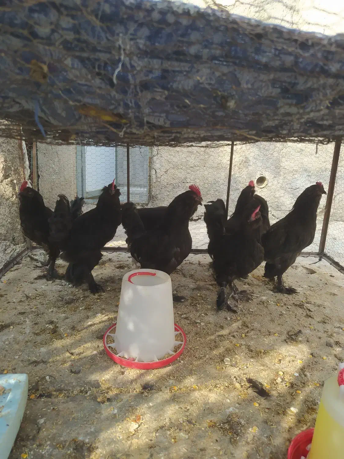 فروش جوجه خروس مرندی|حیوانات مزرعه|کوهنجان, |دیوار