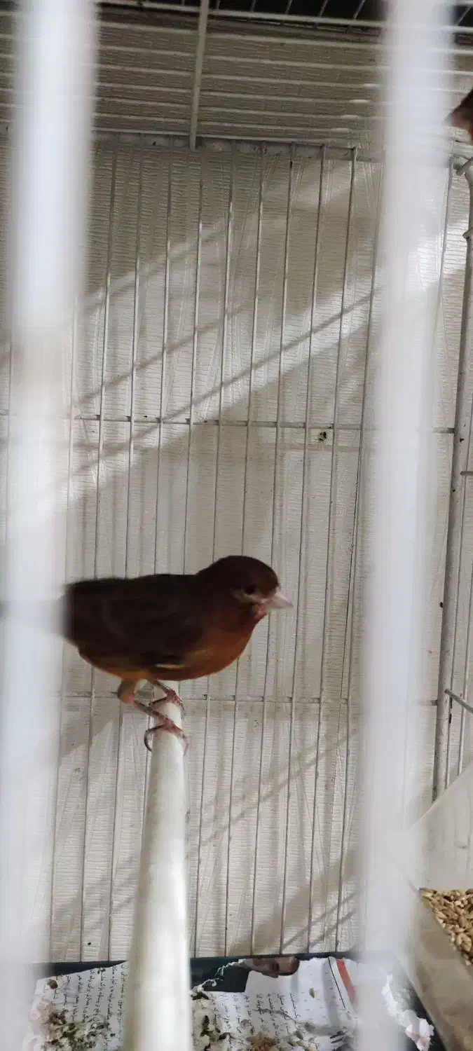 قناری ماده شتری سرخ آماده|پرنده|تربت‌حیدریه, منصوریه|دیوار