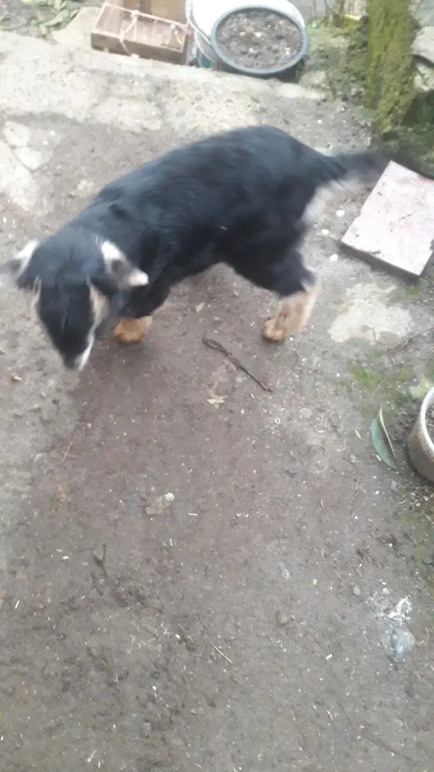 بزغاله نر و ماده|حیوانات مزرعه|چابکسر, |دیوار