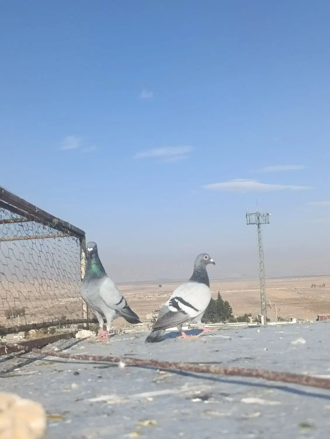 کفتر|پرنده|شیراز, برمشور علیا|دیوار