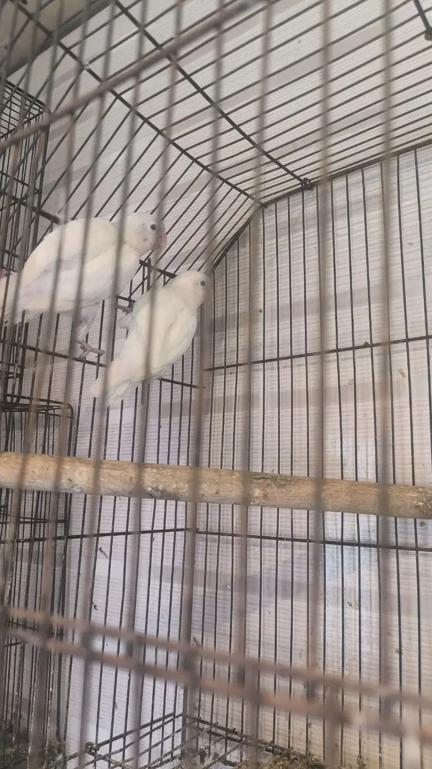 فروش طوطی برزیلی جفت های مولد اوپال و لبینو فیشر|پرنده|اهواز, فدک|دیوار