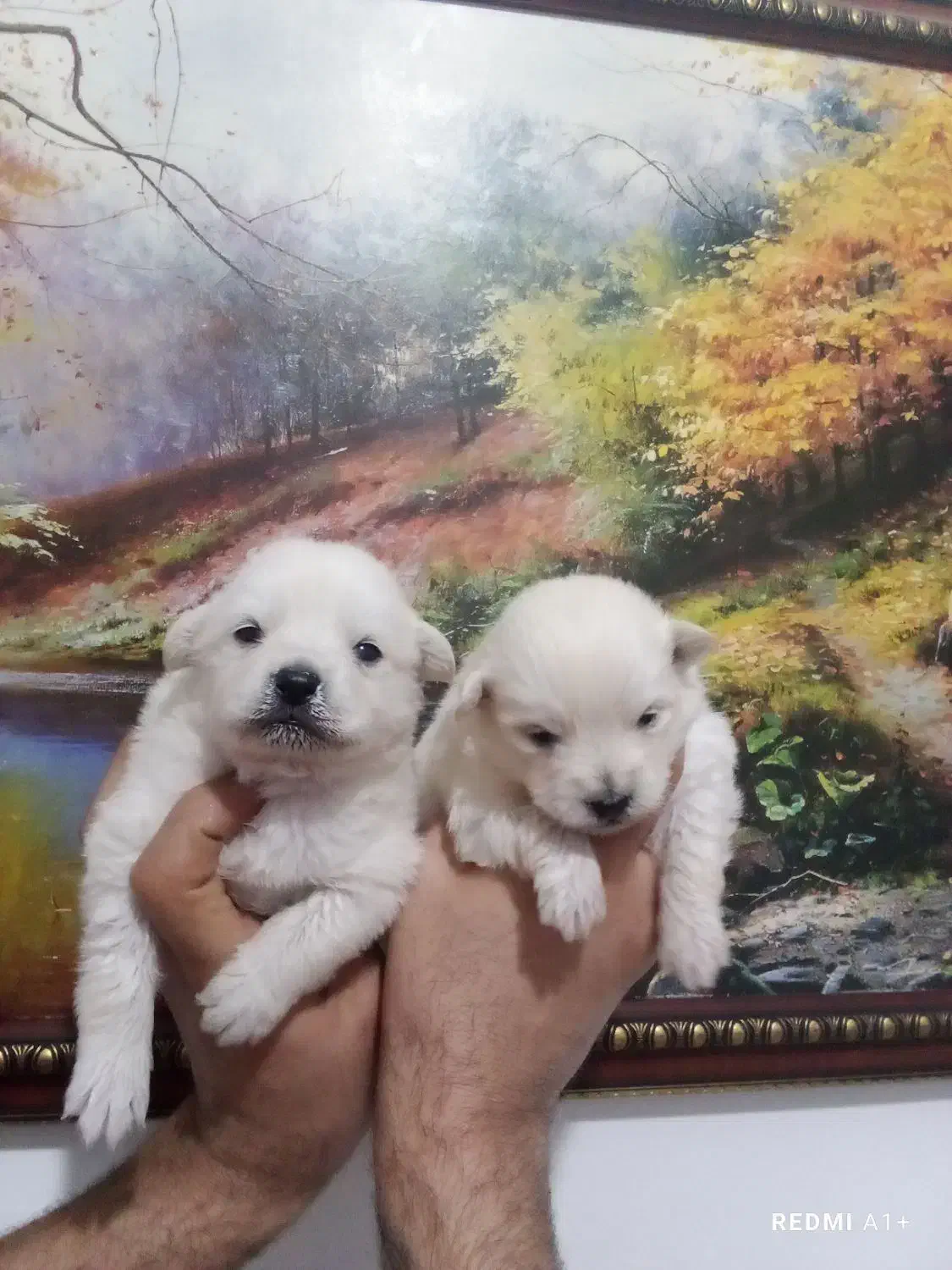 توله پامر روباهی|سگ|گلوگاه, |دیوار