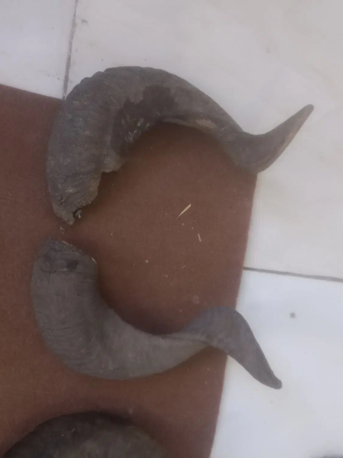 شاخ دکوراسیون جلوی چشم|کلکسیون اشیاء عتیقه|اهواز, پردیس|دیوار