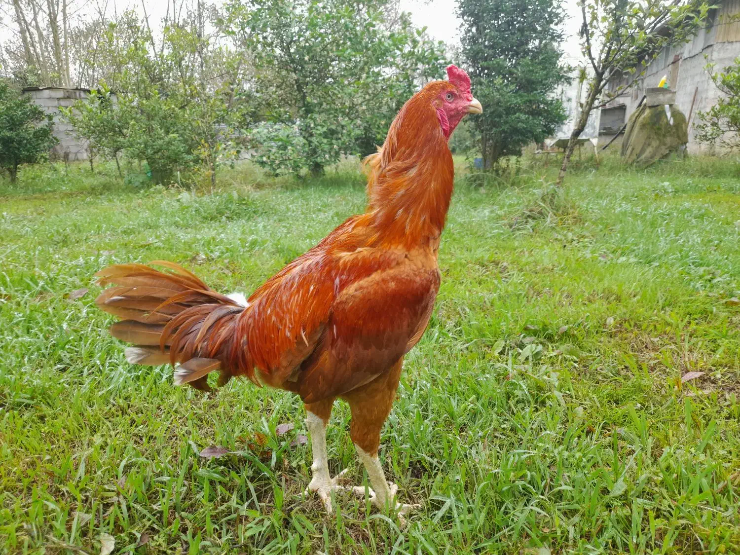 خروس لاری نزدیک سال|حیوانات مزرعه|لنگرود, |دیوار