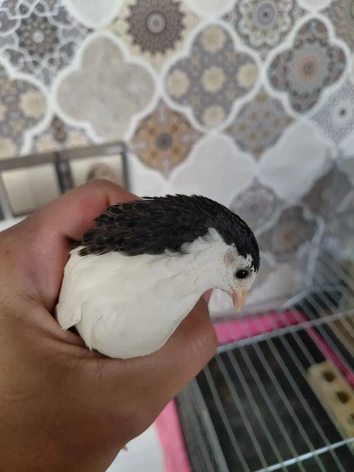 بلدرچین زینتی|پرنده|نجف‌آباد, قلعه سفید|دیوار