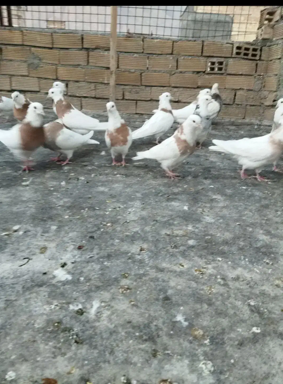 کبوتر|پرنده|ایلام, |دیوار