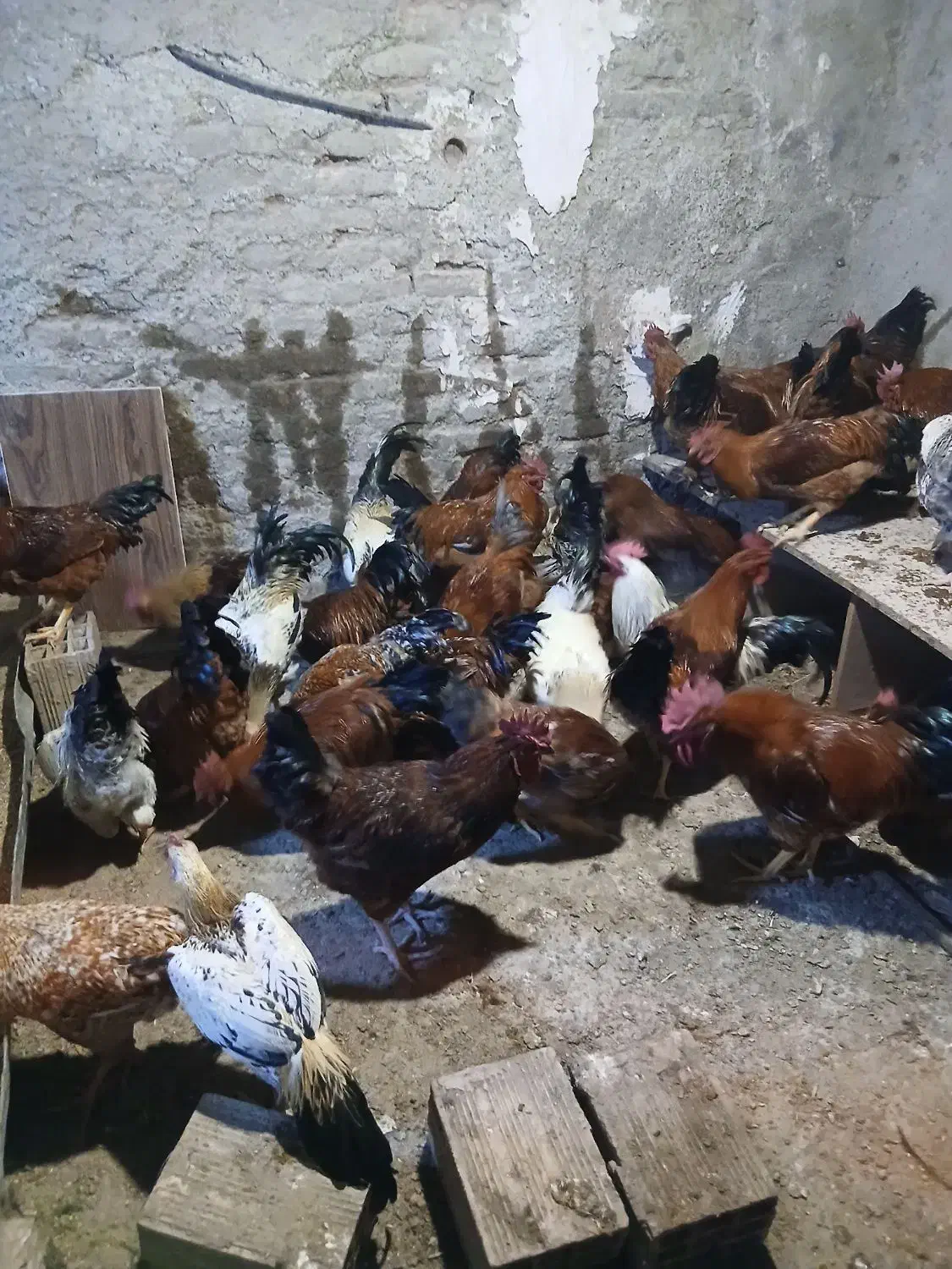 خروس محلی|حیوانات مزرعه|هشتگرد, هشتگرد قدیم|دیوار