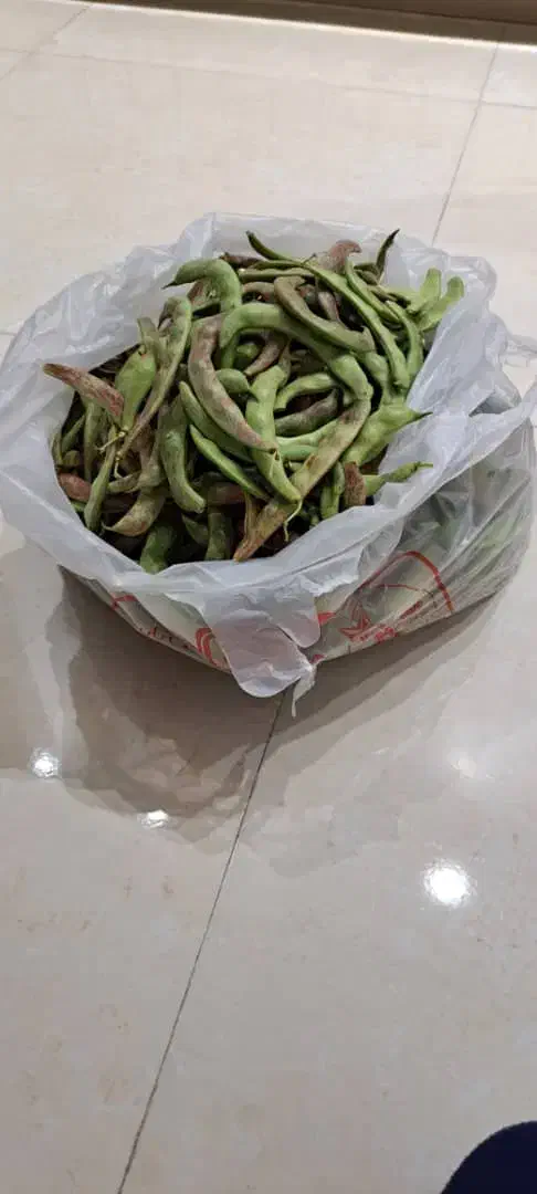 لوبیا چیتی|خوردنی و آشامیدنی|فیرورق, |دیوار