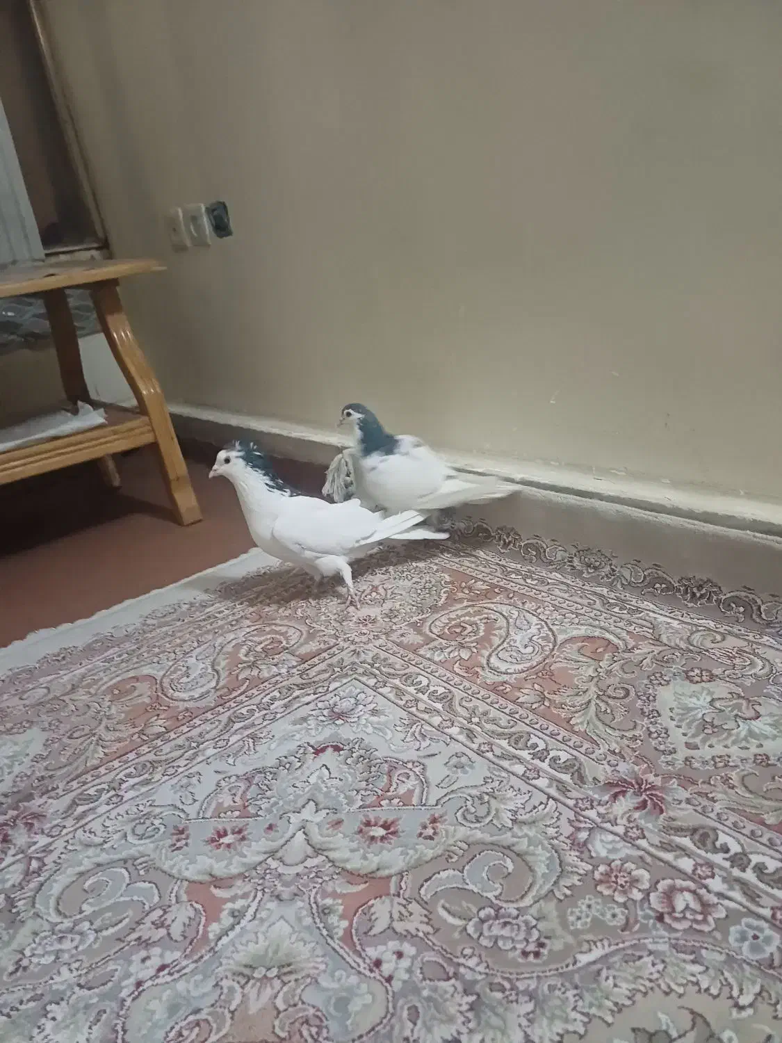 کبوتردمگیر یاسیاه پشت|پرنده|خمینی‌شهر, |دیوار