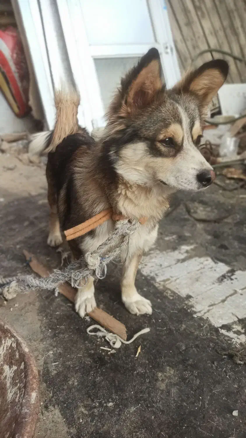 توله سگ|سگ|ورامین, ورامین|دیوار