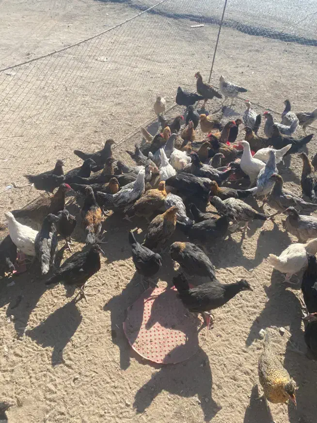 مرغ و خوروس محلی برای قربانی و رفع بلاهم میشه|حیوانات مزرعه|سیرجان, |دیوار