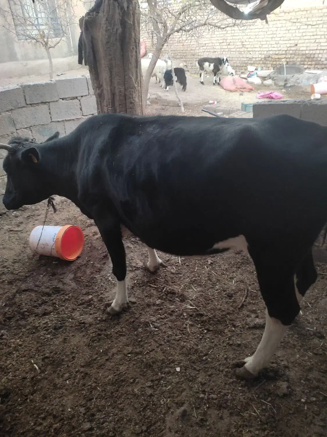 گاو دو رگه|حیوانات مزرعه|زیرکوه, |دیوار