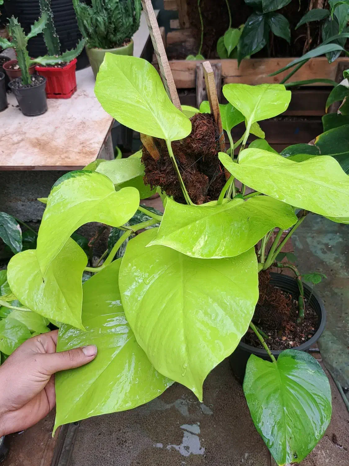 گل و گیاه آپارتمانی|گل و گیاه طبیعی|سبزوار, امیر کبیر|دیوار