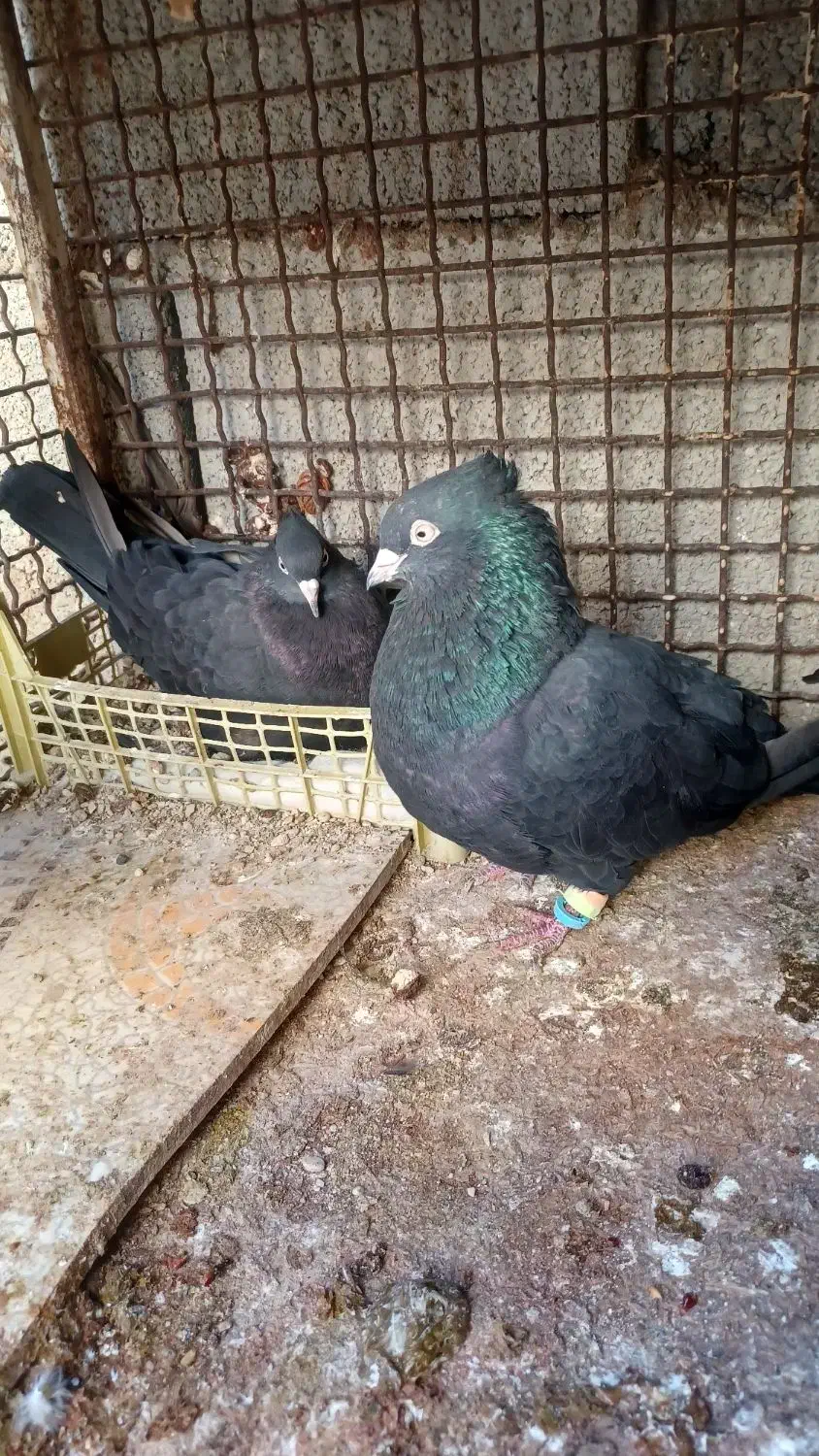 جفت سیاه بوشهری|پرنده|خورموج, |دیوار