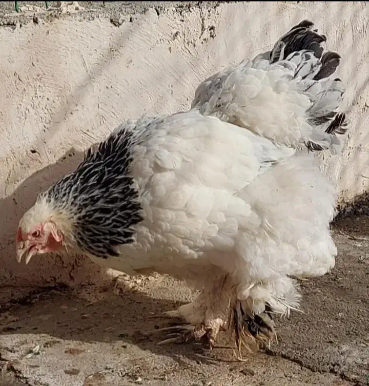 مولد برهما ۳مرغ و یک خروس|حیوانات مزرعه|نسیم‌شهر, |دیوار