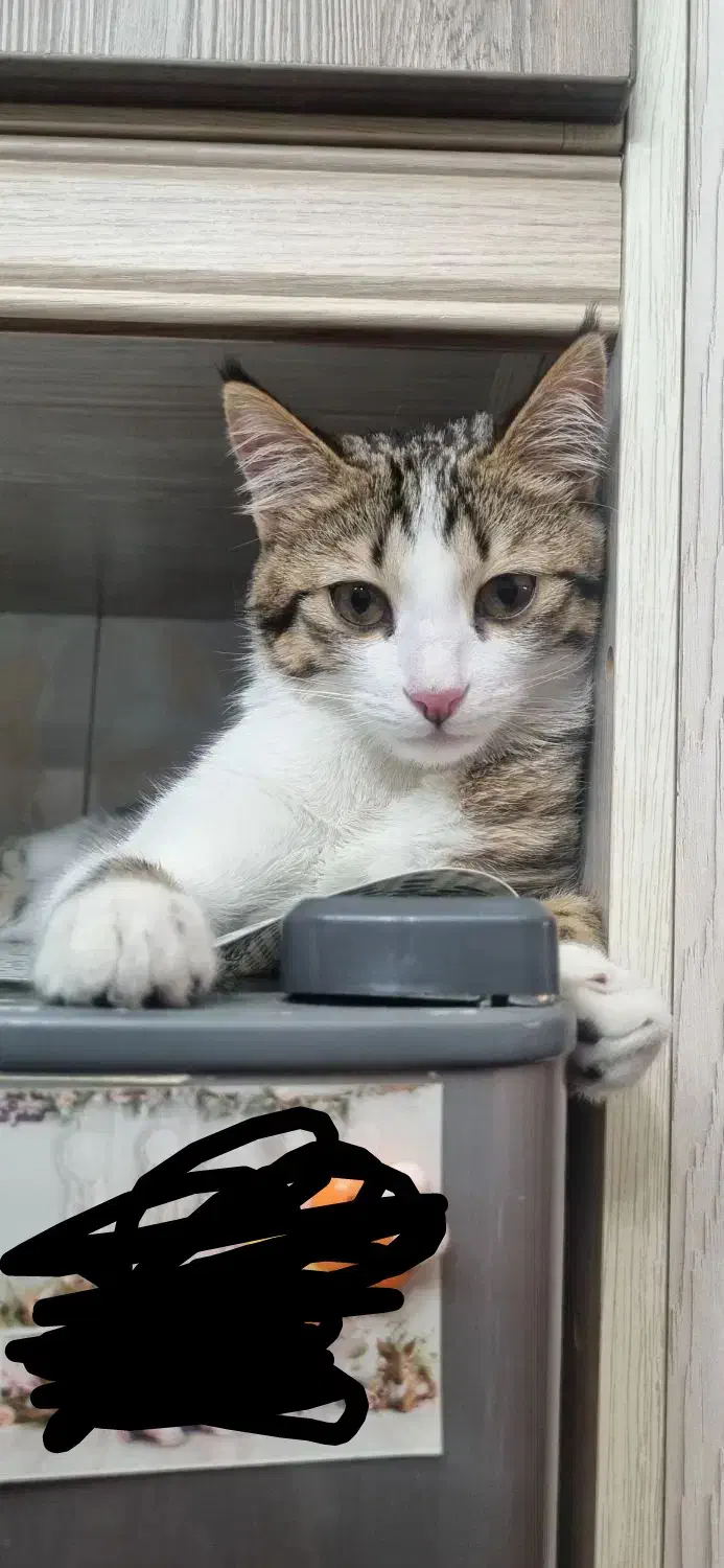 گربه نر|گربه|تبریز, |دیوار