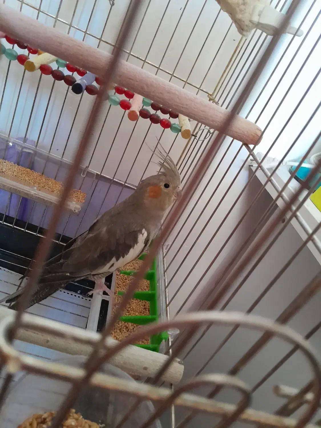 فروش جفت عروس هلندی سالم و اهلی همراه با قفس|پرنده|خسروشاه, |دیوار