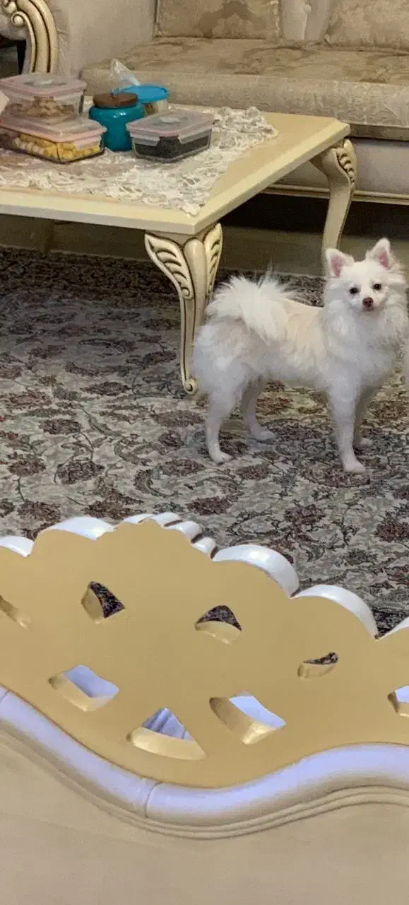 فروش سگ نژاد دار پا کوتاه|سگ|تنکابن, |دیوار