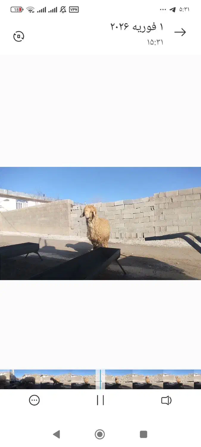 قوچ بختیاری|حیوانات مزرعه|شیراز, گویم|دیوار