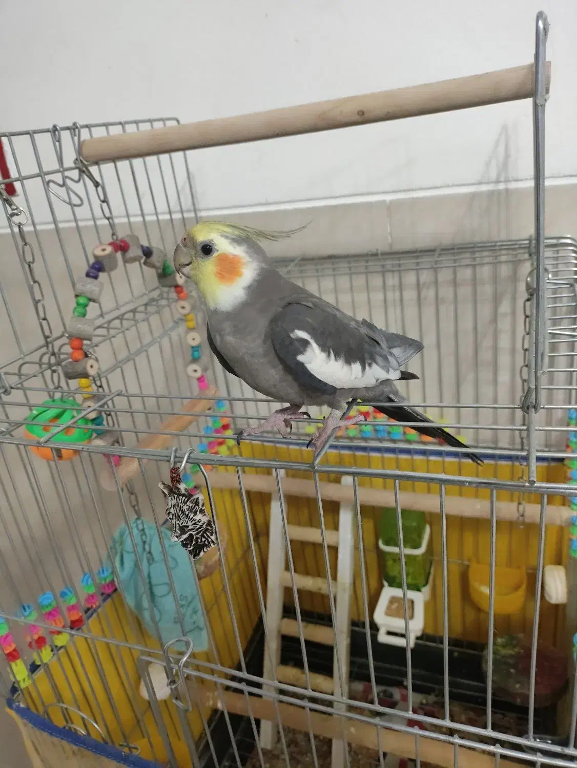 عروس هلندی نر دستی|پرنده|شیراز, شهرک والفجر|دیوار