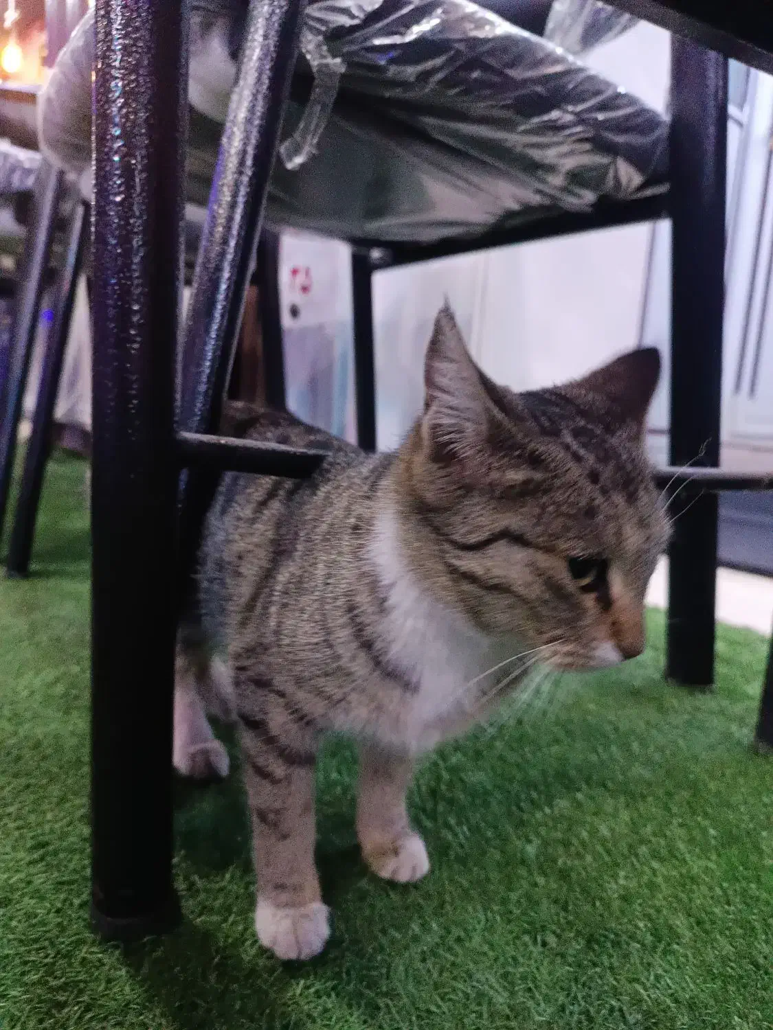 واگذاری گربه|گربه|مراغه, |دیوار