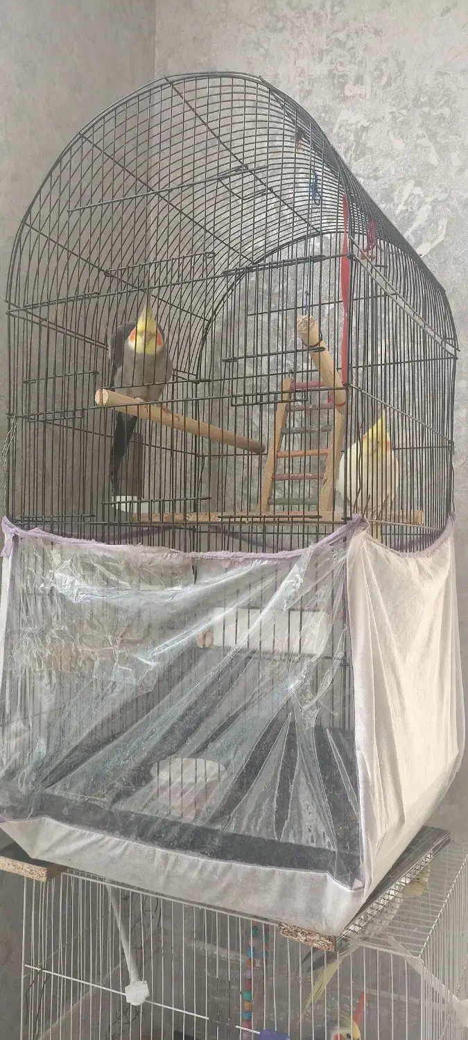 عروس هلندی جفت مفت|پرنده|مشهد, ویلاشهر|دیوار