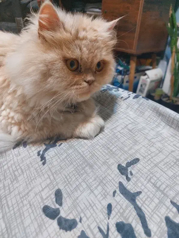 واگذاری گربه رایگان|گربه|گلبهار, شهر جدید گلبهار|دیوار