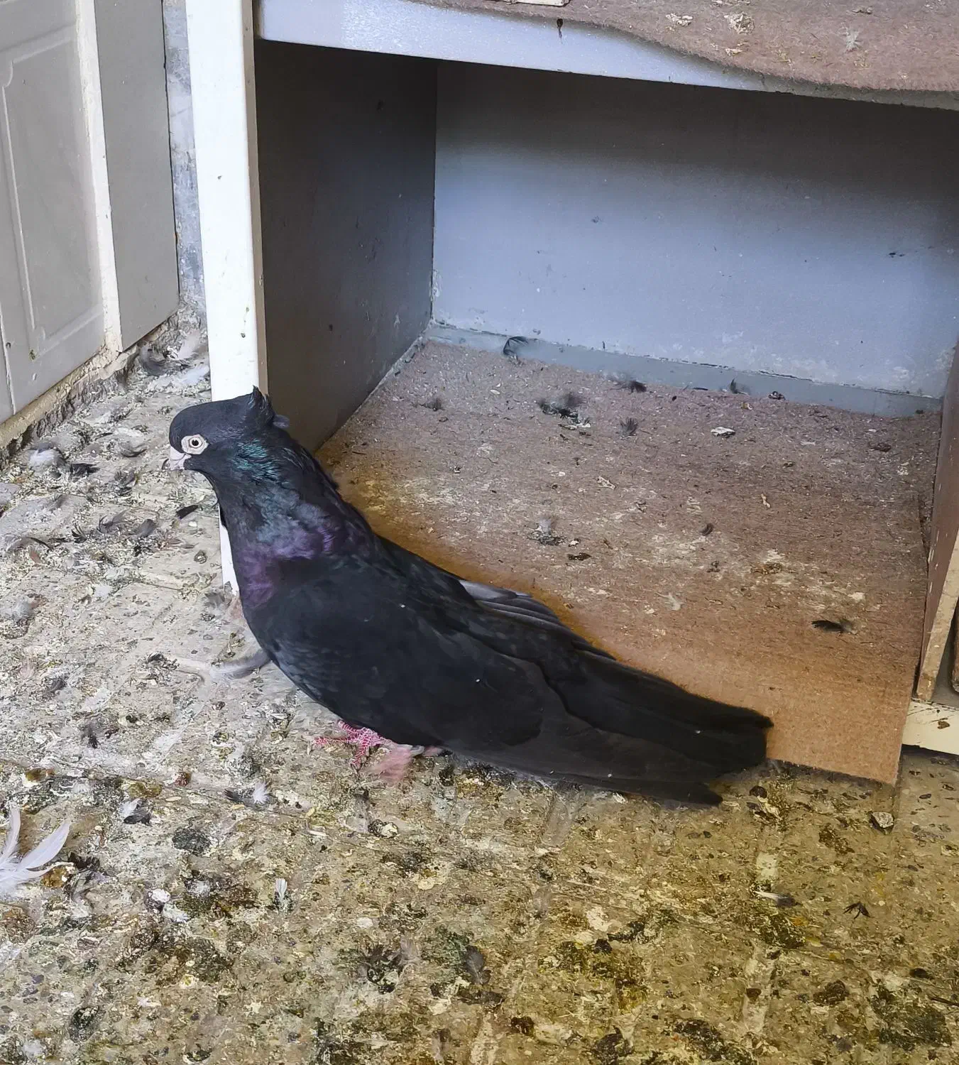 فروش صرب|پرنده|شاهین‌شهر, فردوسی|دیوار