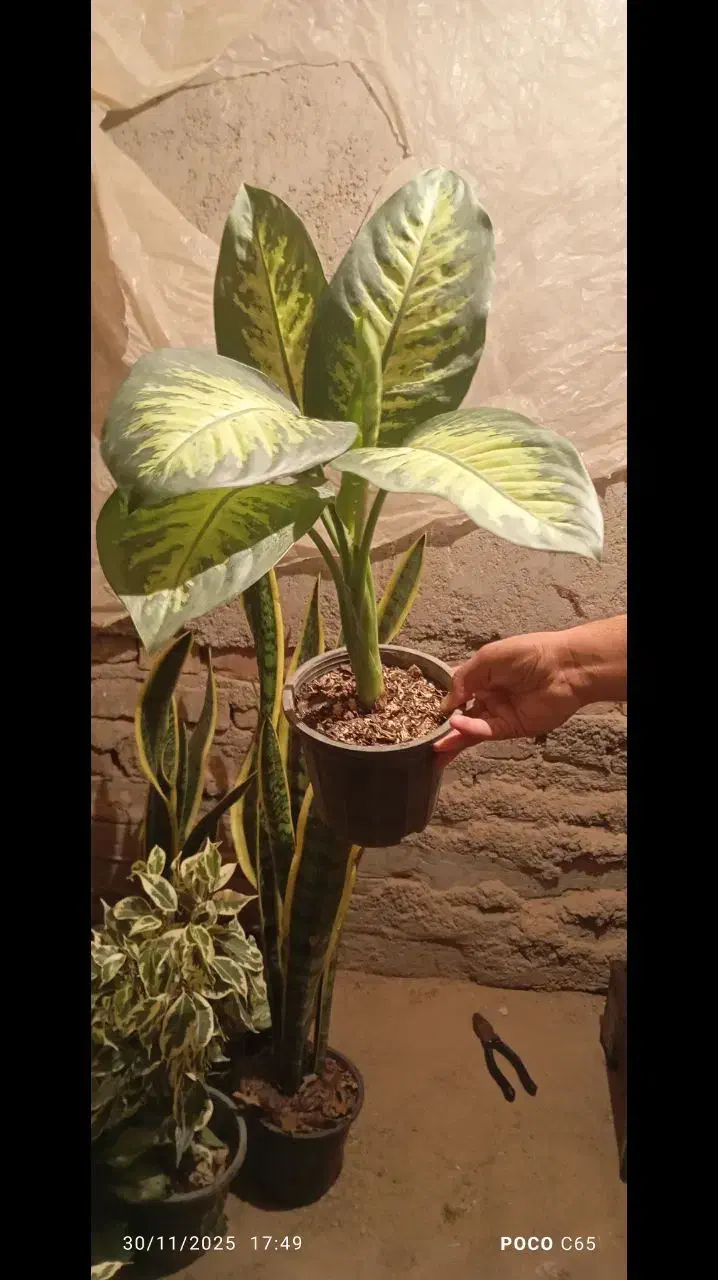 گل طبیعی|گل و گیاه طبیعی|زابل, |دیوار