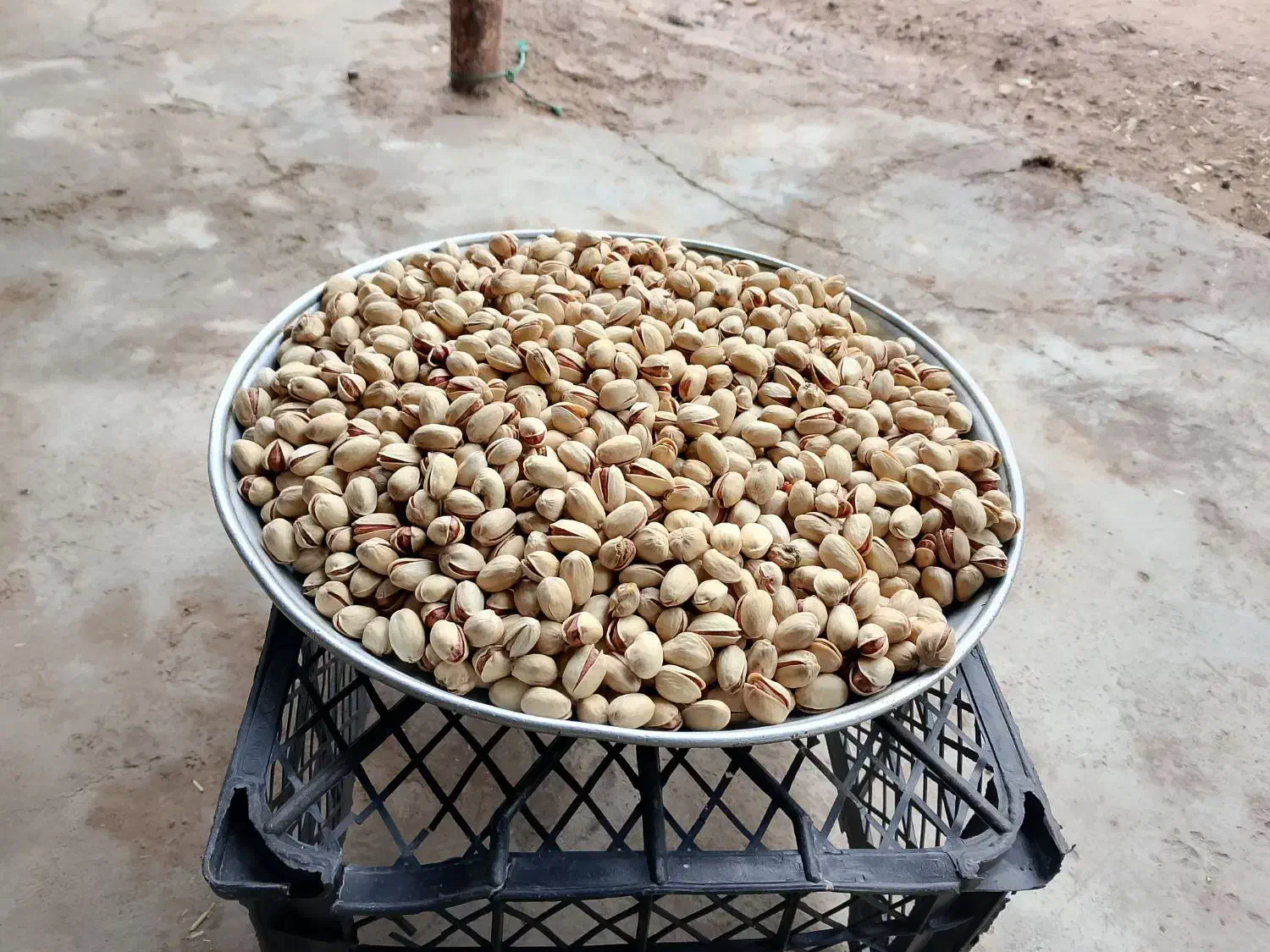 پسته درجه یک|خوردنی و آشامیدنی|کیلان, |دیوار