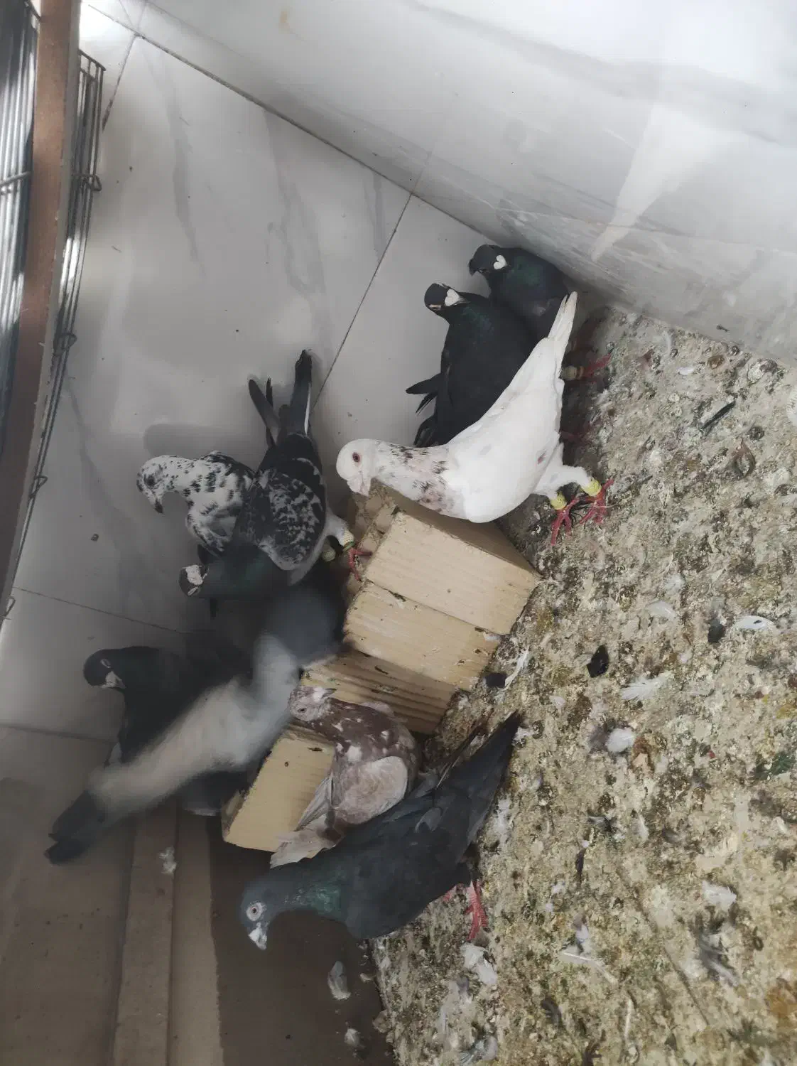 کفتر|پرنده|شیراز, شهدای شهرک سعدی|دیوار