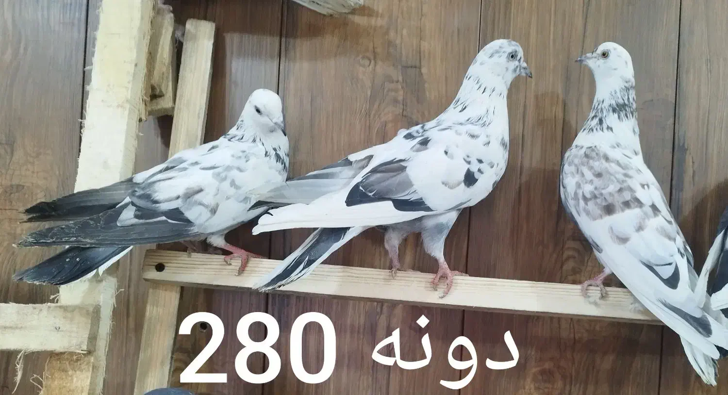 کبوتر پرشی تضمینی|پرنده|ابهر, |دیوار