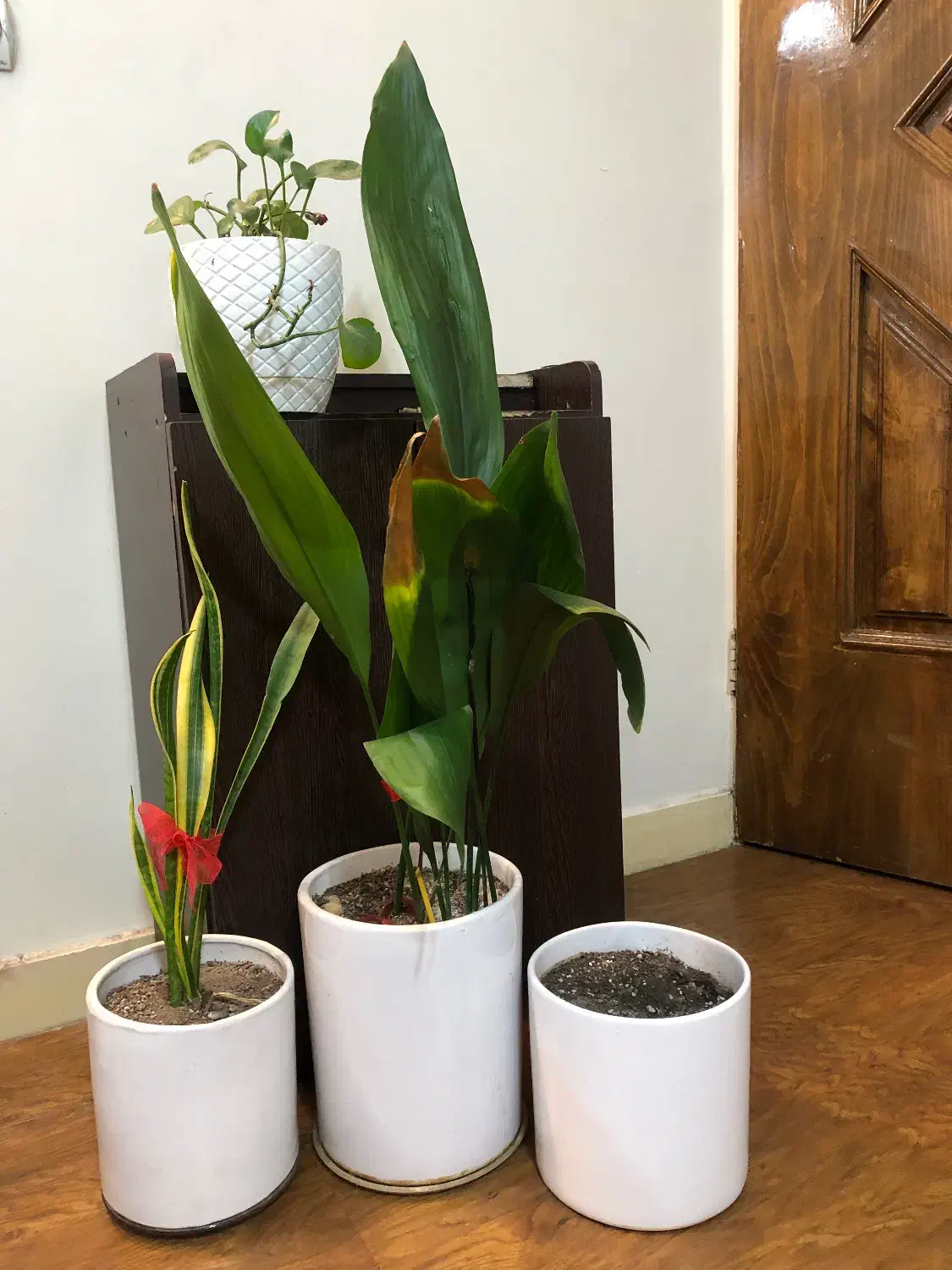 گلدان های سرامیکی وسفالی|گل و گیاه طبیعی|تهران, کرمان|دیوار