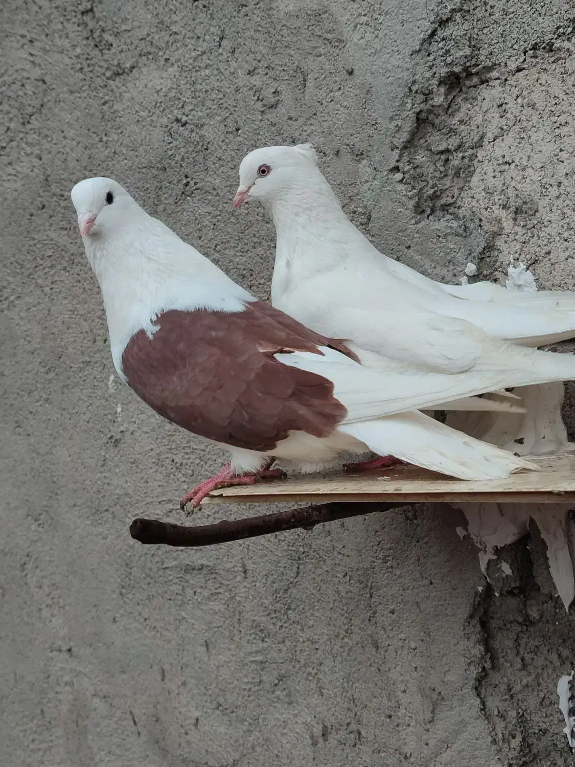 جفت طوقی|پرنده|اردبیل, |دیوار