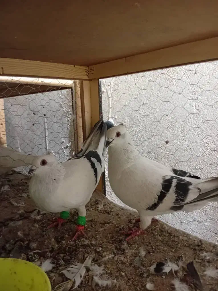 چندتاپلاکی زرنگ|پرنده|شوشتر, |دیوار