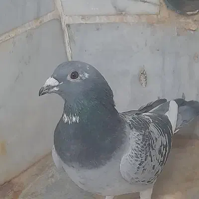 مگس پر سفید|پرنده|نهبندان, |دیوار