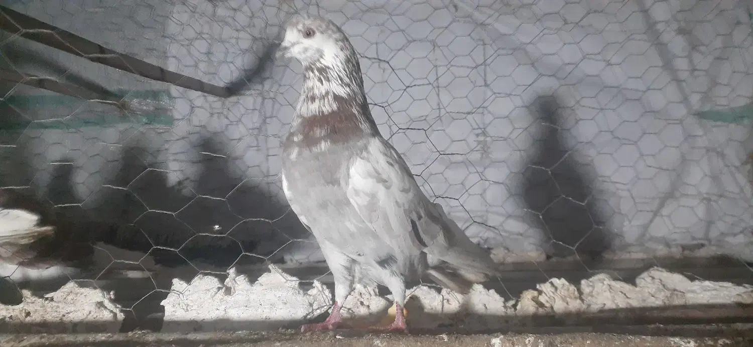 کبوتر پرشی|پرنده|فاضل آباد, |دیوار