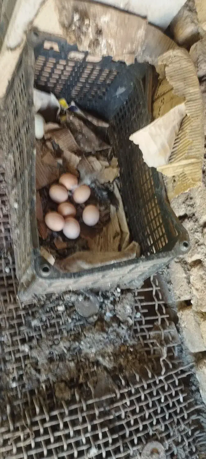 تخم مرغ طوس|حیوانات مزرعه|فاضل آباد, |دیوار