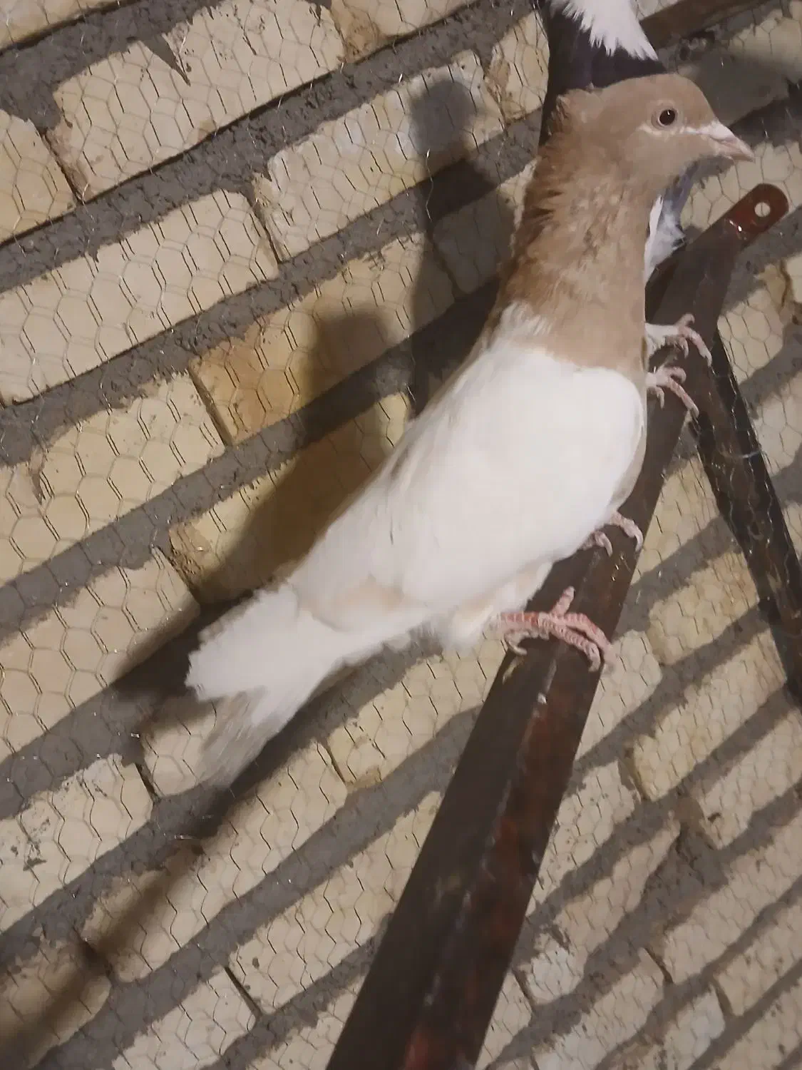 کفتر رنگه پرشی|پرنده|تربت‌حیدریه, کاشانی|دیوار