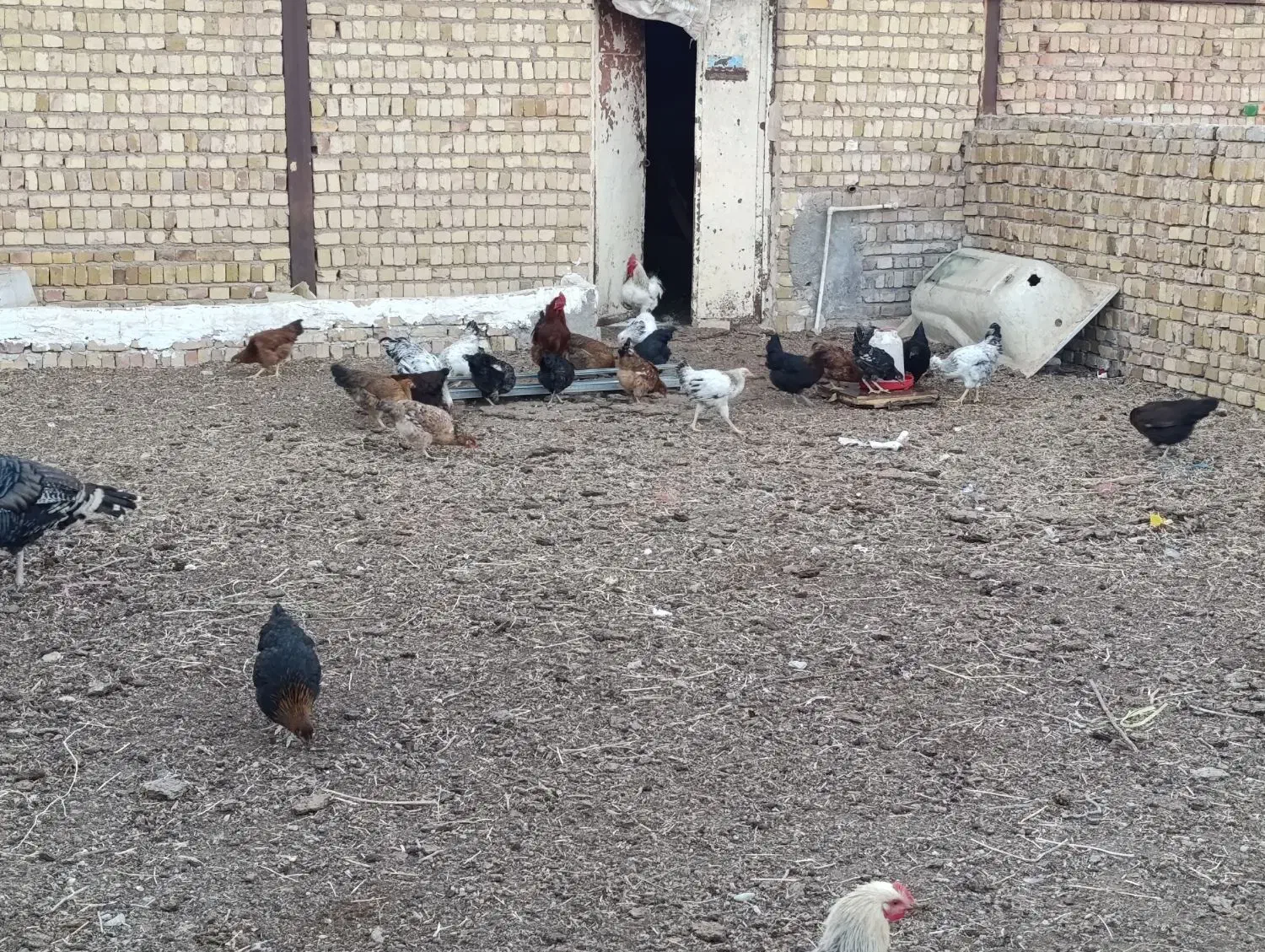 ۴۰ یا ۵۰تا مرغ خروس دارم تو شهر شال کلـی جزیــی|حیوانات مزرعه|شال, |دیوار