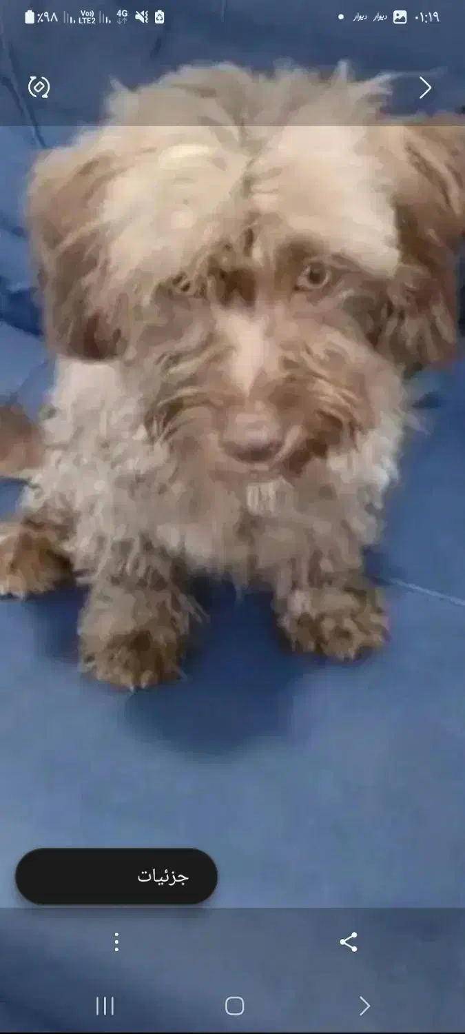 سگ شیتزو ماده|سگ|آبادان, |دیوار