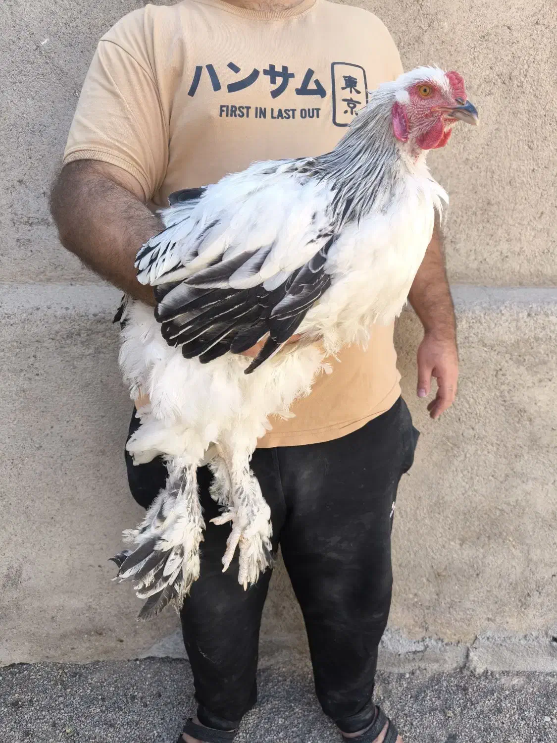 خروس برهما لایت و بلو لایت|حیوانات مزرعه|تهران, مولوی|دیوار