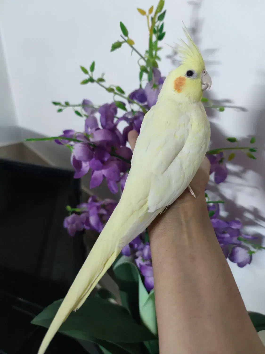 عروس هلندی ماده زعفرانی|پرنده|اصفهان, ارغوانیه|دیوار