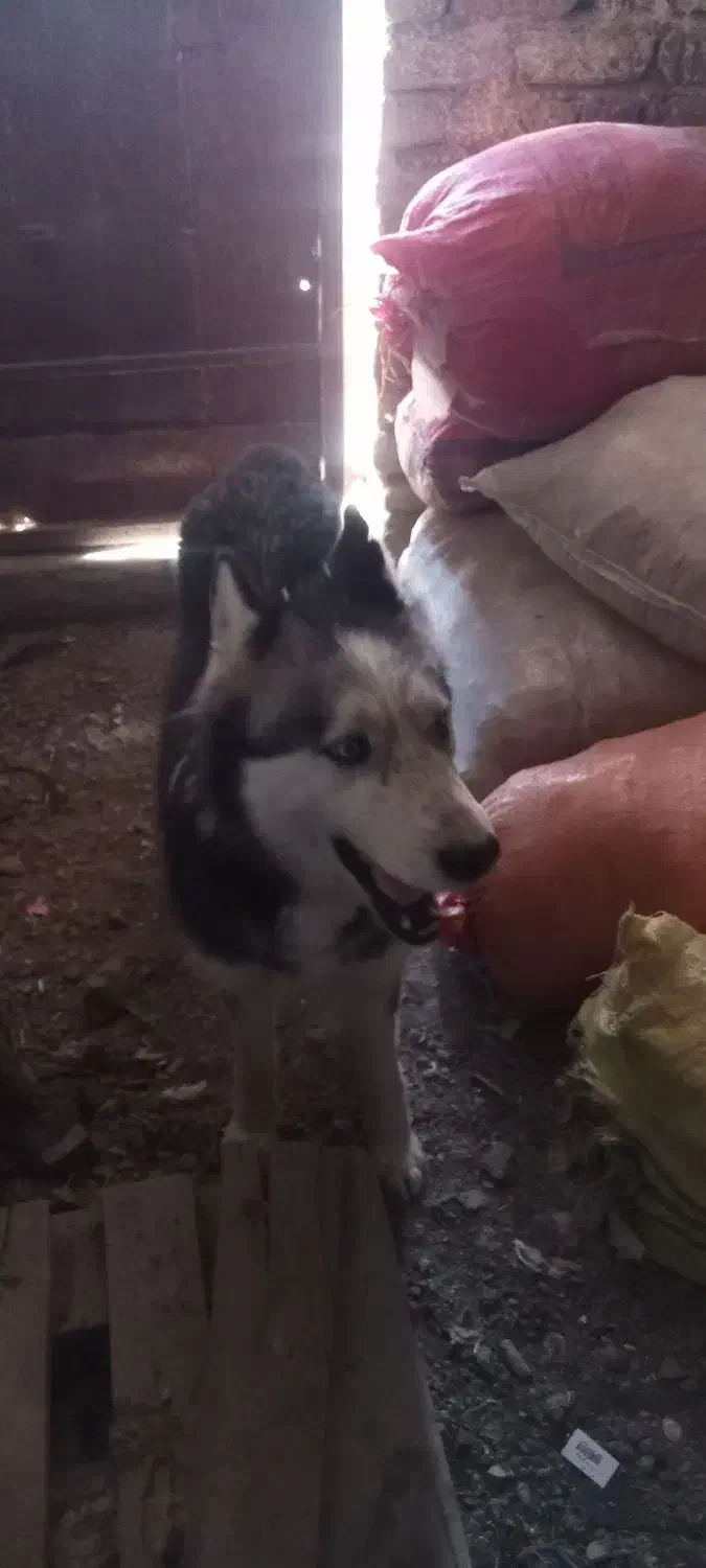 سگ حاسکی|سگ|چناران, |دیوار