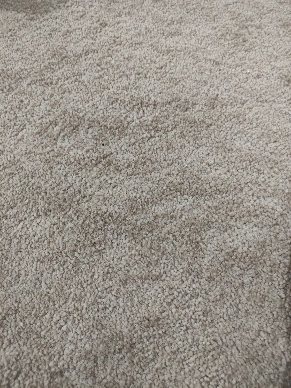 موکت پالاز(حدود۵۵متر مربع)|موکت|ایلام, |دیوار