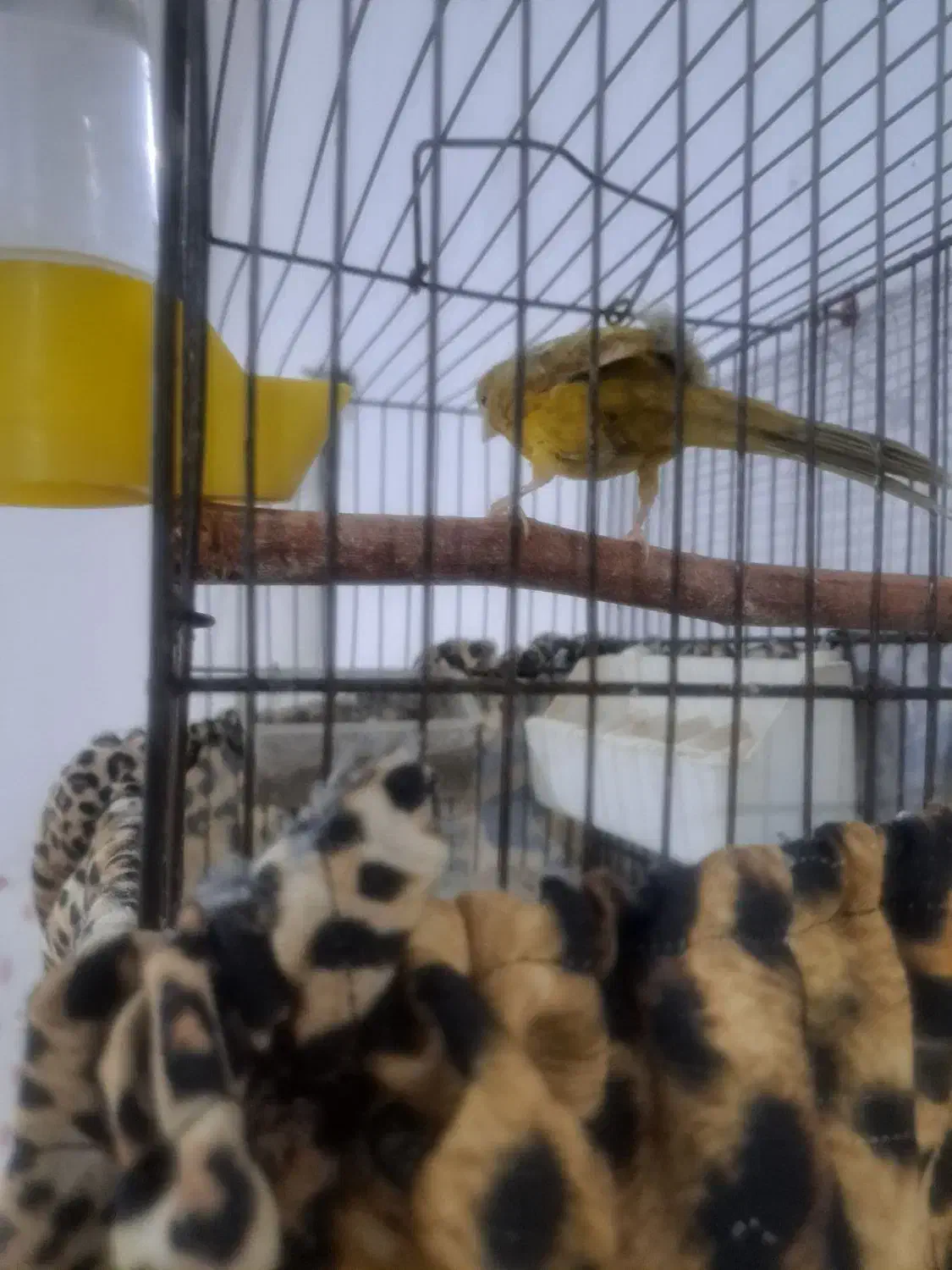 قناری و سهره|پرنده|بوئین زهرا, |دیوار