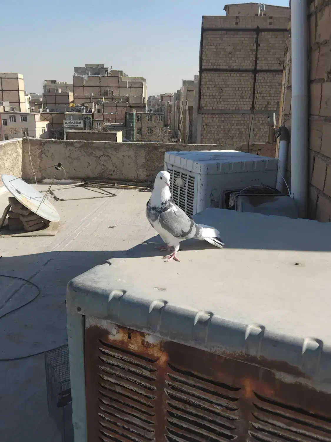 کبوتر غریبگیری|پرنده|پاکدشت, پاکدشت (مامازند)|دیوار