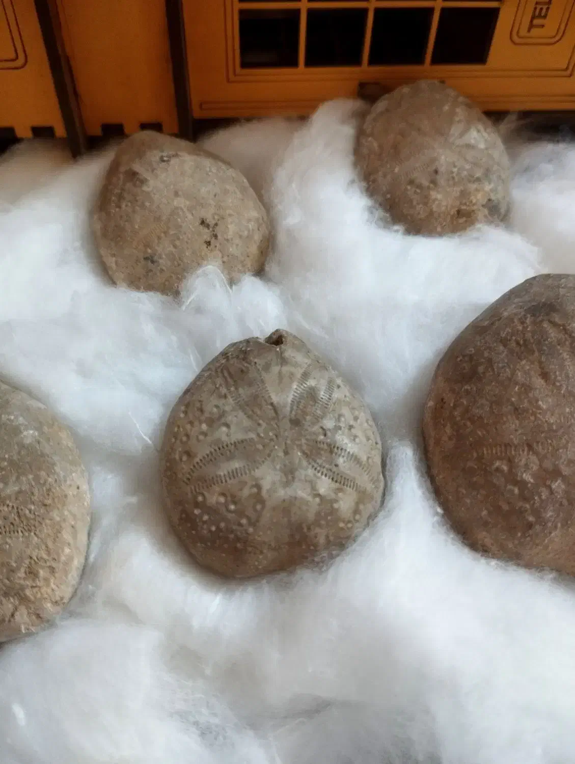 فسیل ستاره دریایی بسیار دیدنی و جالب|کلکسیون اشیاء عتیقه|مشهد, سجادیه|دیوار